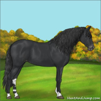 Horse Color:Black Appaloosa 