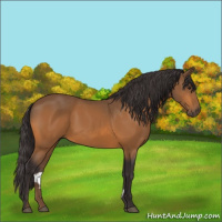 Horse Color:Buckskin Rabicano 