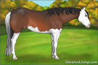 Horse Color:Bay Splash Appaloosa 