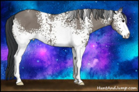 Horse Color:White Spotted Grullo