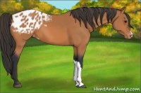Horse Color:Bay Appaloosa 