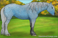 Horse Color:ERROR: UNKNOWN ANOMALY