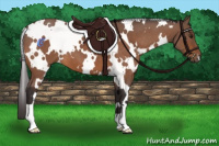 Horse Color:White Spotted Buckskin