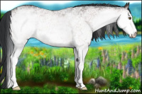 Horse Color:White Spotted Brown