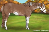 Horse Color:Chestnut Sabino