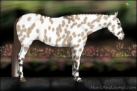 Horse Color:Liver Red Dun Near Leopard 