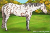 Horse Color:Bay Appaloosa  and Amber Champagne Roan Appaloosa 