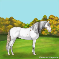 Horse Color:Buckskin Sabino  and Buckskin Blanket 