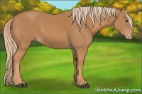 Horse Color:Chestnut Appaloosa 