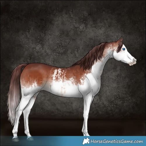 Horse Color:Chocolate Brown Splash Rabicano and White Spotted Chocolate Brown Splash Rabicano