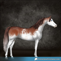 Horse Color:Chocolate Brown Splash Rabicano  and White Spotted Chocolate Brown Splash Rabicano 