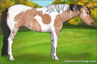 Horse Color:Bay Ice Tobiano 