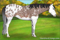 Horse Color:Brown Ice Splash Appaloosa 