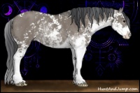 Horse Color:Grullo Sabino Rabicano 