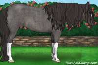 Horse Color:Smoky Blue Roan 