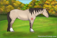 Horse Color:Amber Champagne Roan Dun