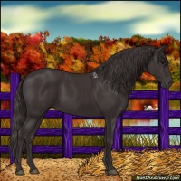 Horse Color:Smoky Black