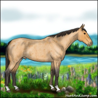 Horse Color:Buckskin Roan 