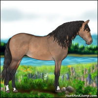 Horse Color:Bay Dun