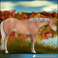 Horse Color:Gold Champagne 