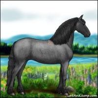 Horse Color:Blue Roan