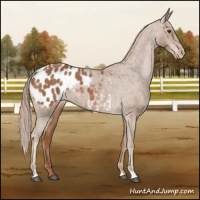 Horse Color:Chestnut Appaloosa