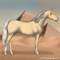 Horse Color:Palomino Roan 