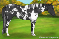 Horse Color:White Spotted Black