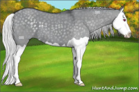 Horse Color:Silver Grullo Chinchilla Splash