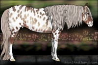 Horse Color:Silver Blue Onyx Appaloosa