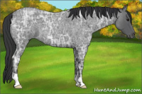 Horse Color:Blue Ice Roan 