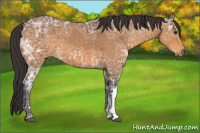Horse Color:Buckskin Ice 