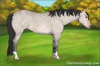 Horse Color:Bay Ice Dun