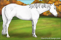 Horse Color:Gray Gold Champagne 