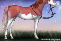 Horse Color:Gold Champagne Splash 