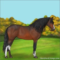 Horse Color:White Spotted Bay
