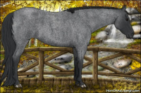 Horse Color:Blue Roan 