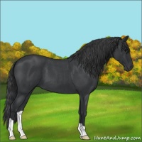 Horse Color:Blue Roan 