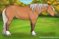 Horse Color:Silver Buckskin 