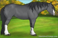 Horse Color:Black Chinchilla 
