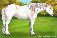 Horse Color:White Spotted Silver Buckskin Appaloosa