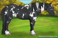 Horse Color:White Spotted Black 