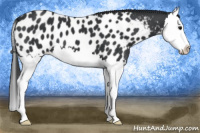 Horse Color:Black Splash Appaloosa 