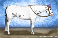 Horse Color:Black Splash Tobiano Appaloosa 