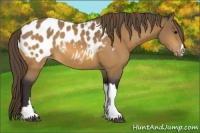 Horse Color:Buckskin Appaloosa