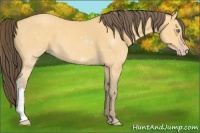 Horse Color:Amber Cream Champagne