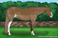 Horse Color:Chocolate Palomino Sabino 