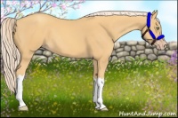 Horse Color:Gold Cream Champagne