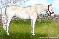 Horse Color:Palomino Sabino
