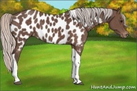 Horse Color:Silver Black Tobiano Appaloosa 